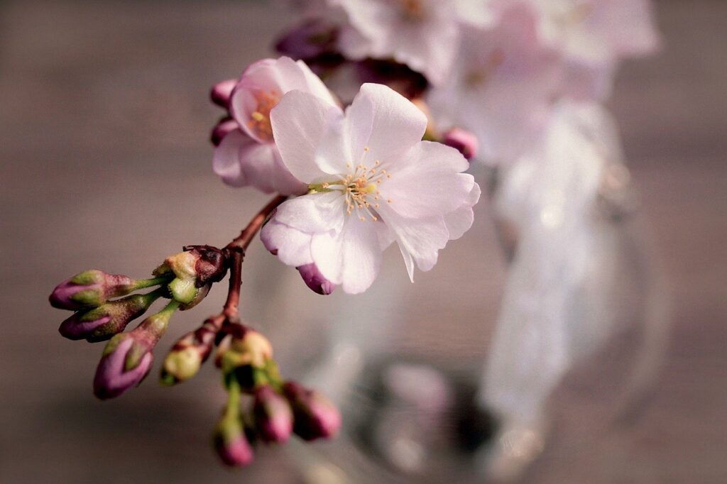 cherry blossoms, branch, pink