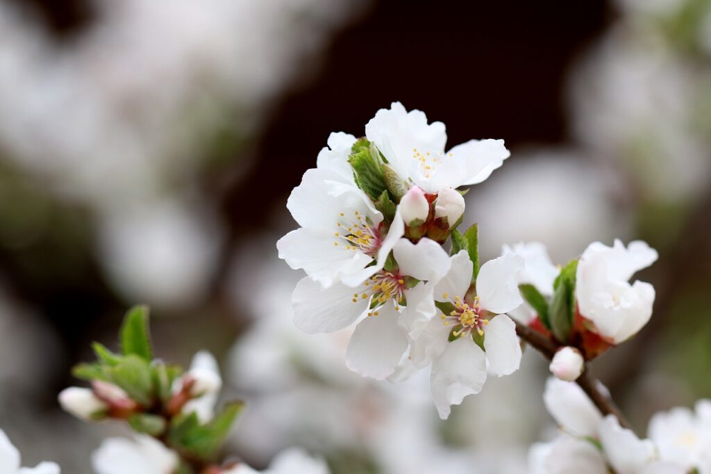 cherry blossoms, flowers, blossom