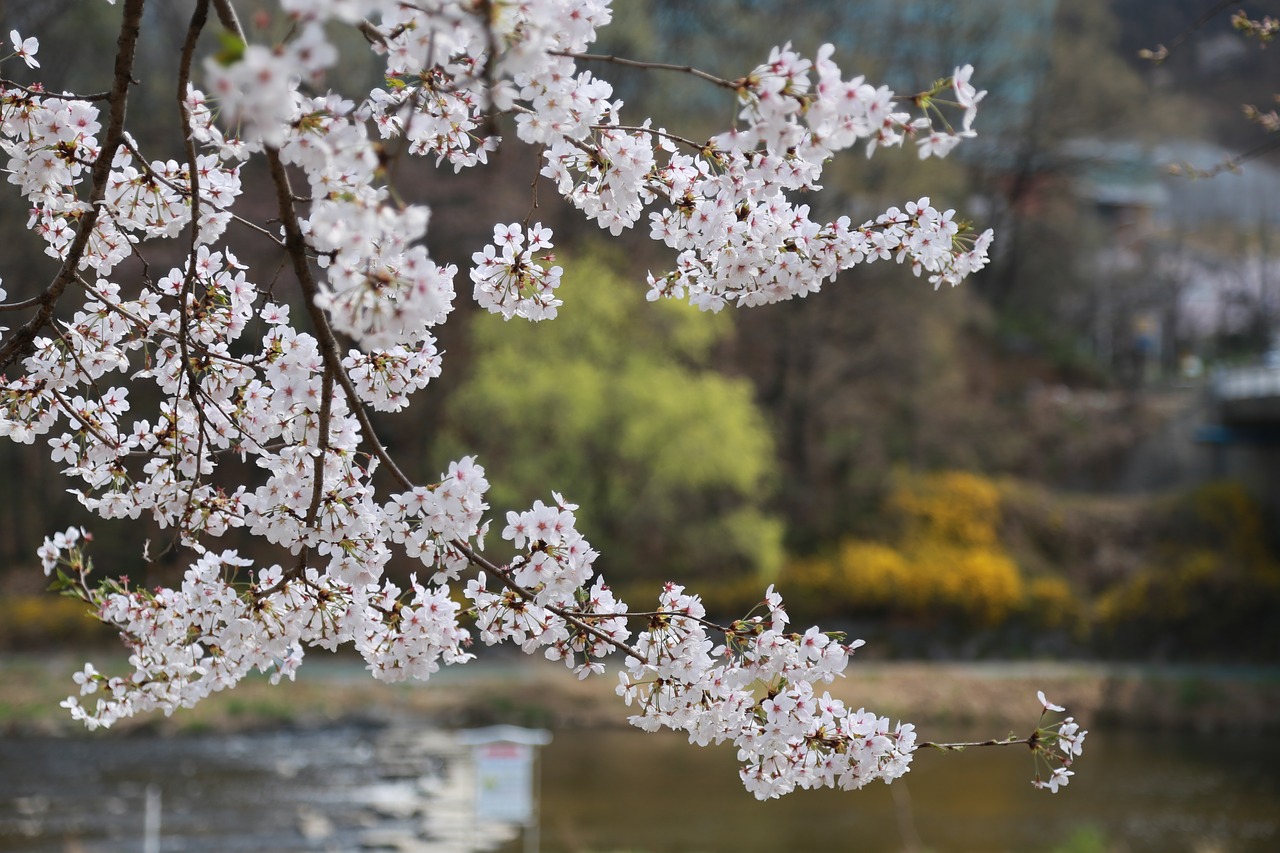 flowers, cherry tree, cherry blossom